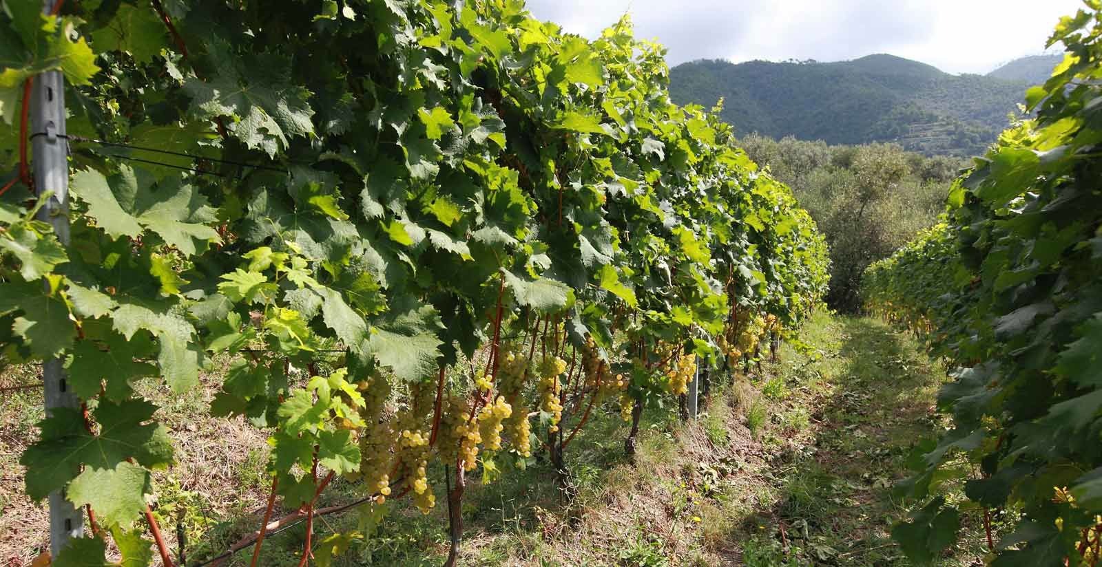Vini liguri da provare: dai bianchi di Cinque Terre al Rossese