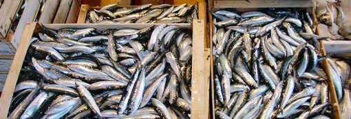 Acciughe di Monterosso: il tesoro salato delle Cinque Terre