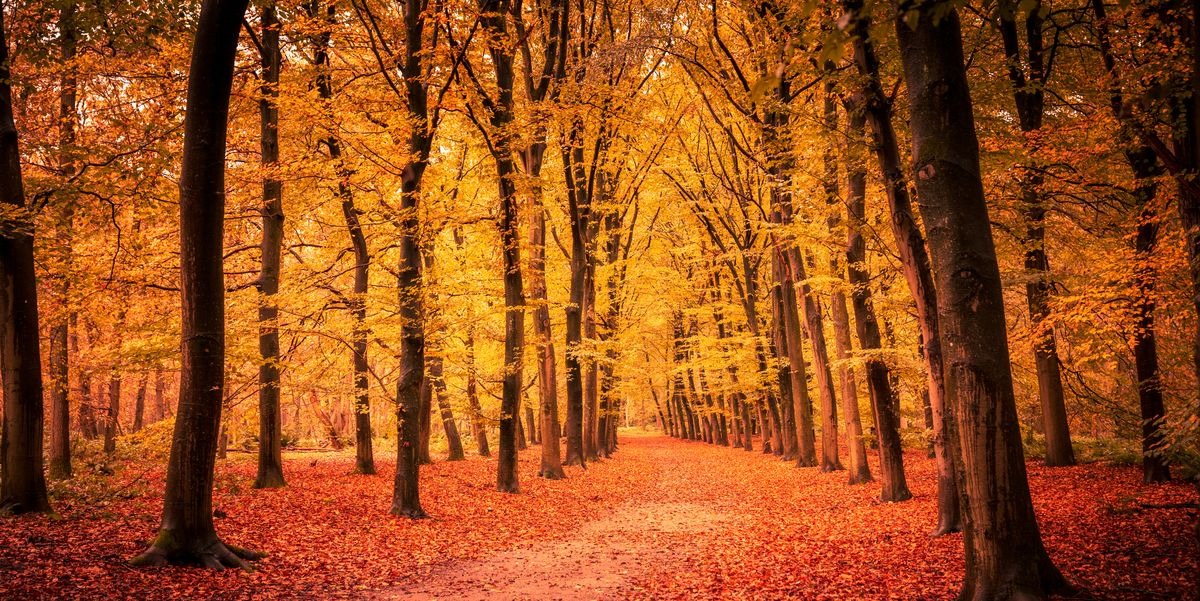 Foliage in Liguria: Dove ammirare la magia d’Autunno nei parchi naturali
