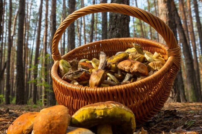 Funghi in Liguria: Una Guida alla Ricerca, al Gusto e alle Tradizioni dell’Autunno