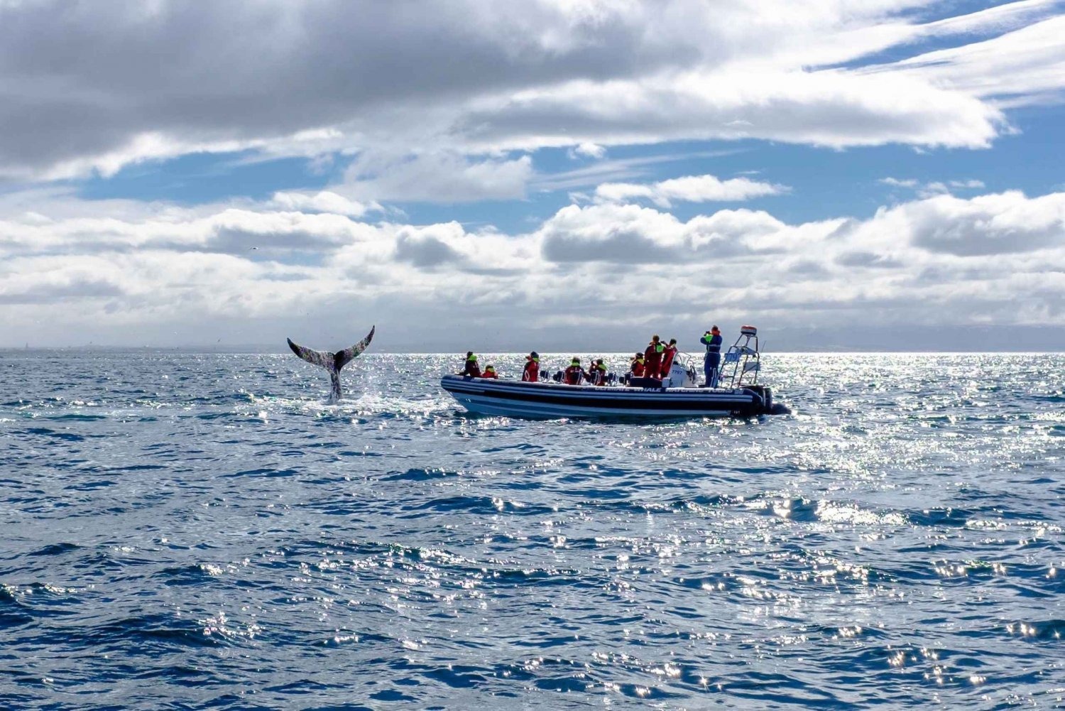Whale Watching in Liguria: Guida all’Avvistamento dei Giganti del Santuario Pelagos