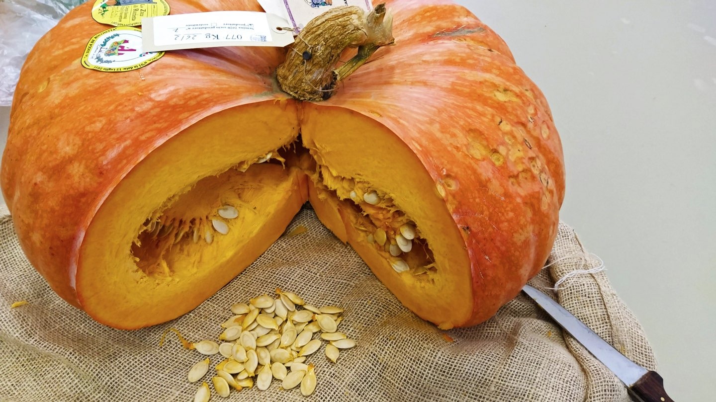 Zucca in Liguria: Regina d’Autunno tra Sagre, Ricette e Tradizione