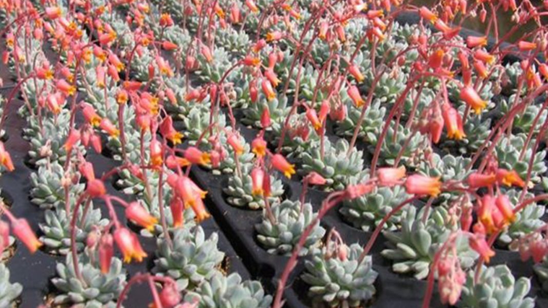 La Riviera dei Fiori in Inverno: Colori e Profumi Oltre la Stagione