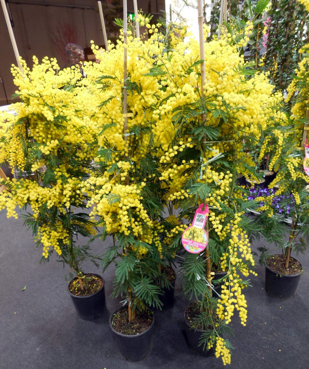 Tempo di Mimosa: Storia e Luoghi della Fioritura più Amata della Liguria