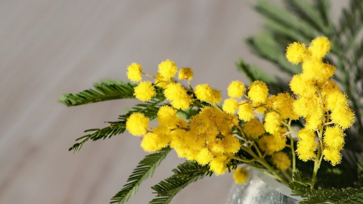 Festa della Donna in Liguria: Oltre la Mimosa, un Viaggio tra Borghi e Tradizioni al Femminile
