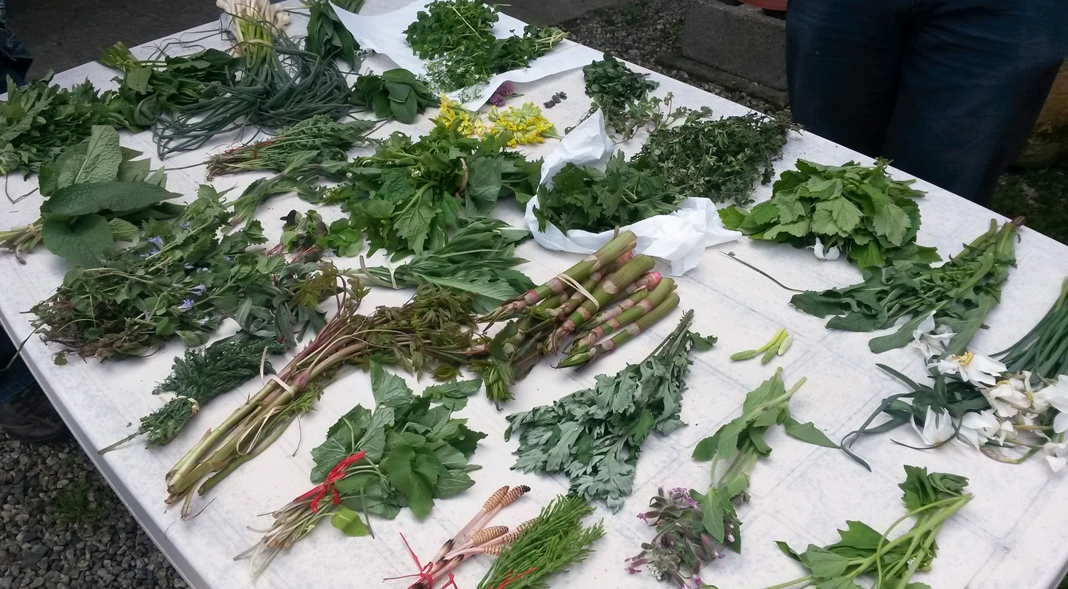 Ultima chiamata per le erbe spontanee: raccogliere e cucinare crespelle, finocchietto e borragine prima dell’estate