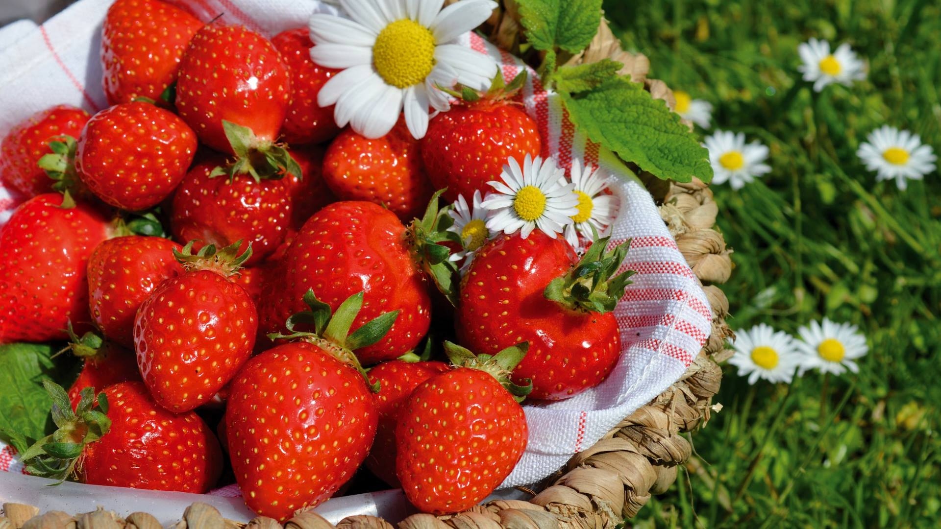 Regina di Maggio: la Fragola di Noli, cuore rosso della Riviera delle Palme