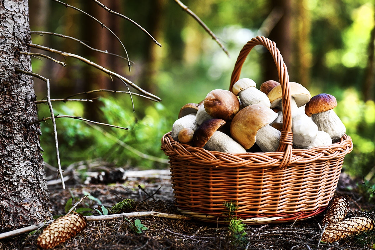 Un maggio da cercatori di funghi: guida agli itinerari dell’entroterra tra Valle Argentina e Alta Val Trebbia