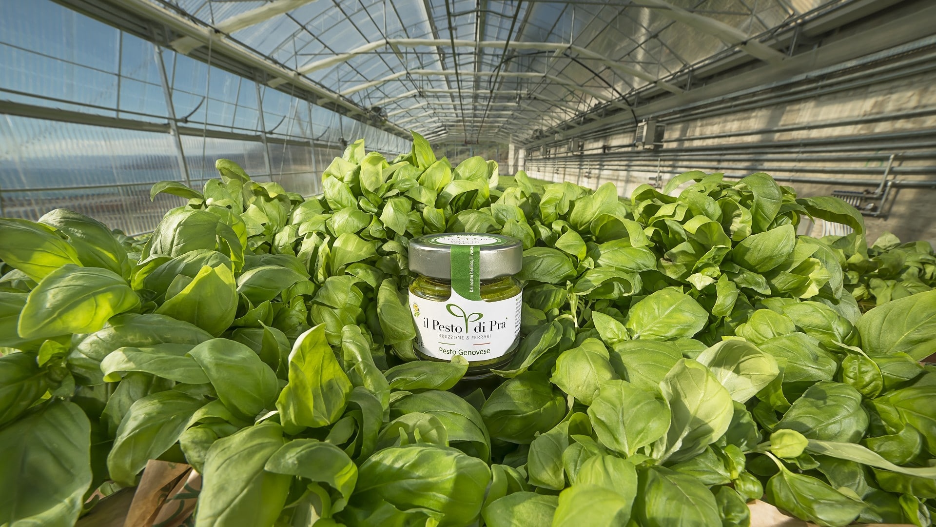 Pesto alla Genovese di Giugno: perché si usa il basilico di Pra’ (e come riconoscerlo)