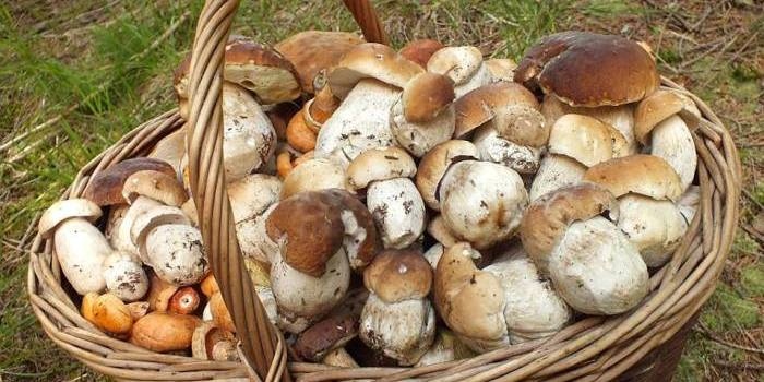 Funghi in Liguria a settembre: un tesoro dell’entroterra