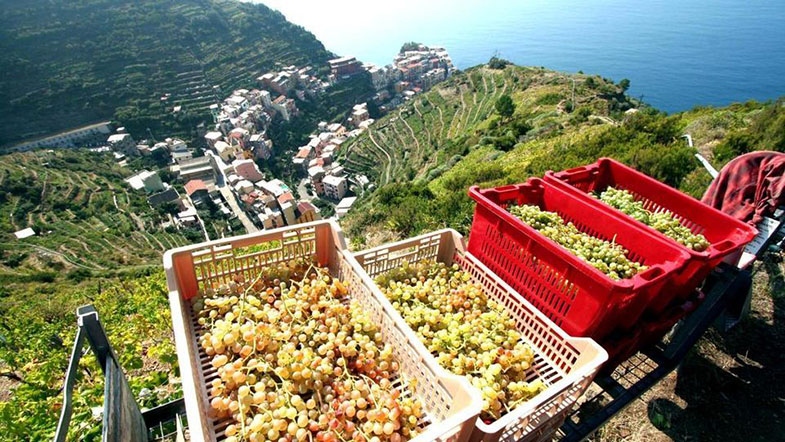 L’oro verde della Liguria: tra vendemmia e raccolta delle olive